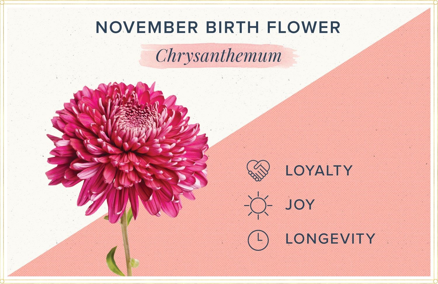Hoa cúc là loại hoa đại diện cho người sinh tháng 11